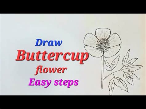 Buttercup Flower Drawing Easy Draw Buttercup Flower How To Draw