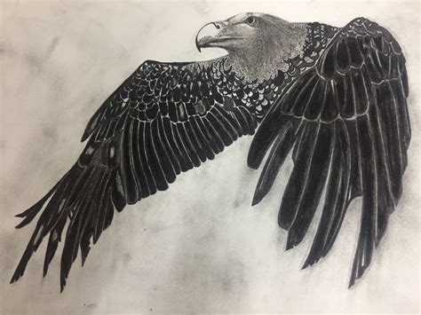 Vulture Drawings