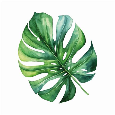 Premium Vector Watercolor Tropical Leaf Vector Leaf Exotic Foliage