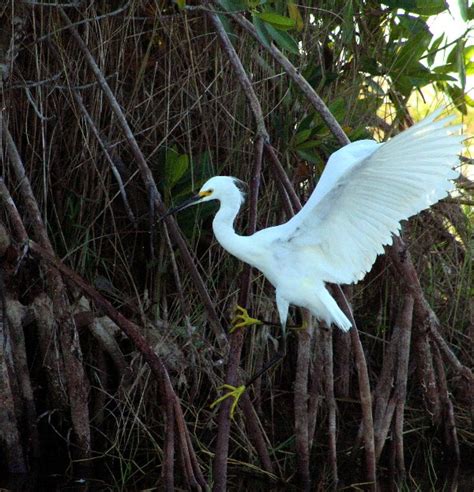 Ten Thousand Island National Wildlife Refuge Visited Today For First