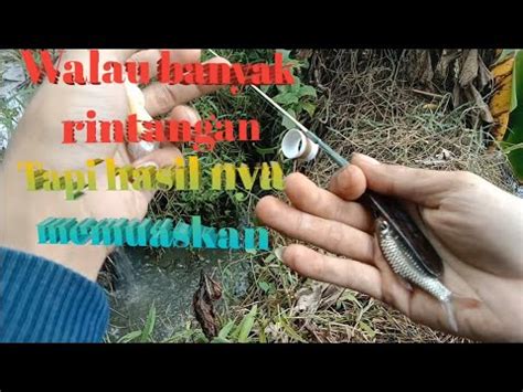 Mancing Di Parit Kecil Hasil Nya Memuaskan Youtube