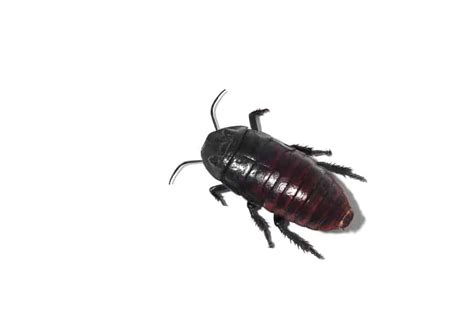 Oriental Cockroach Vs American Cockroach | Cockroach Control