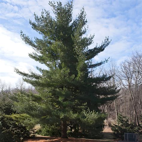 White Pine 2ft Safe Tree Ltd