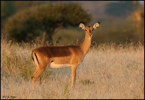 Botswana Wildlife Page