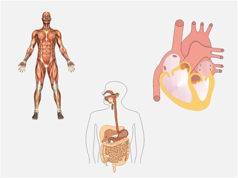 Human Anatomy: Muscular System - Montessori RD Online