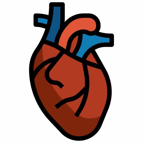 Heart Anatomy Organs Organ Body Parts Icon Download On Iconfinder