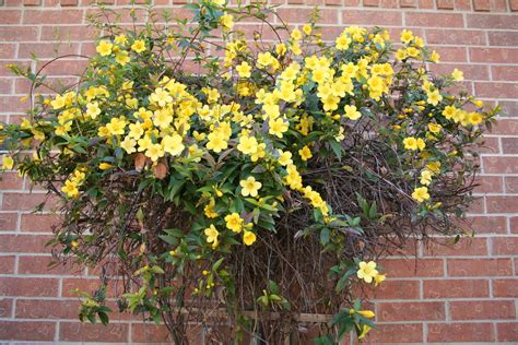 Yellow Trumpet Vine My Sisters Garden Houston Texas Ma Flickr