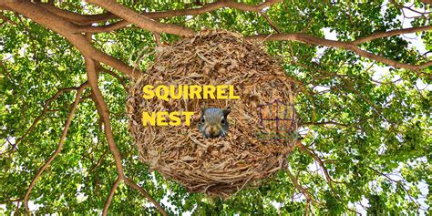 What Does A Squirrel Nest Look Like? An Introduction To Squirrel Nests