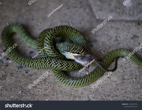 1,141 Snake Eat Rat Images, Stock Photos & Vectors | Shutterstock