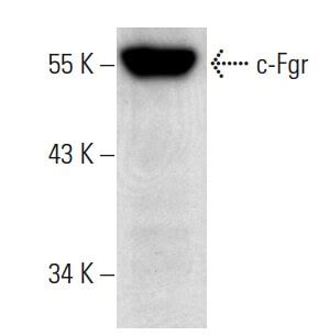 Anti C Fgr Antibody D Scbt Santa Cruz Biotechnology