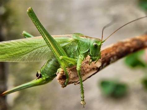 close  photogrpahy green insect  stock photo