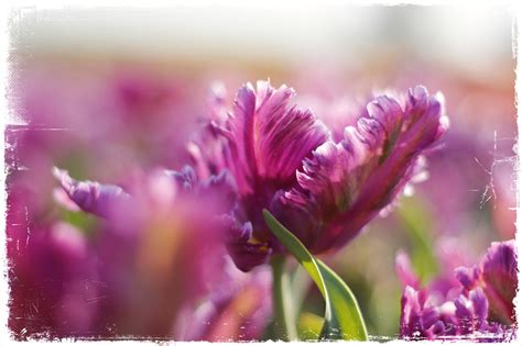 Purple Tulip on Behance