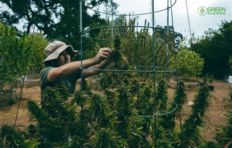 Growing Cannabis Outdoors: Getting Started | Green Flower News