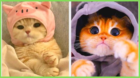 Gatinho Engraçados - Gatinhos Engraçados – Gatos fofos e divertidos - YouTube