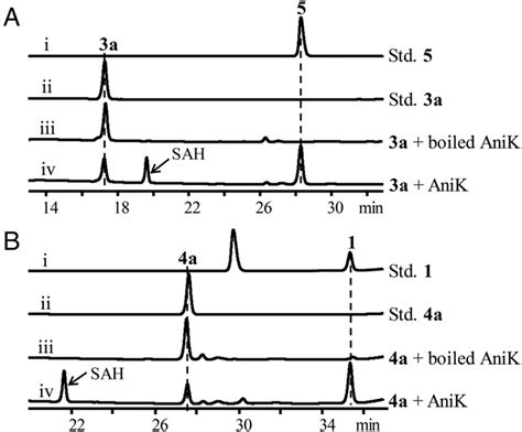 Reconstitution Of Methylation Catalyzed By AniK In Vitro A HPLC