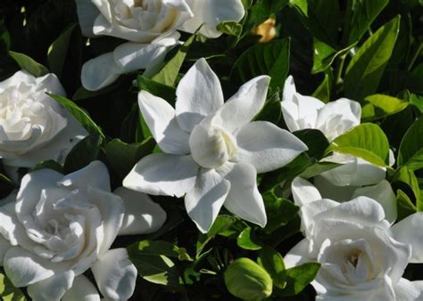 Гардения: уход в домашних условиях для начинающих, фото цветка