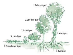 Designing a Forest Garden: The Seven-Layer Garden - Cloud Information ...