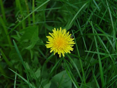 Dandelion Winemaking - How to Make Dandelion Wine