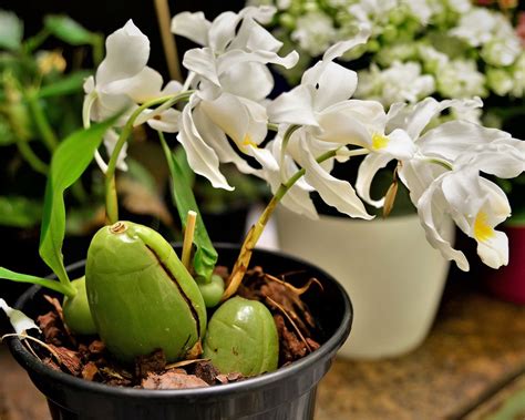 How To Repot An Orchid: Essential Guide For Thriving Plants | Gardening ...