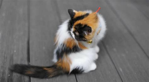 Calico Ragdoll Mix Breed Overview: Care, Traits, & Facts - Love Your Cat