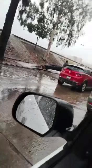 Ndtinforma Cayó árbol Sobre Autos En La Vía Rápida Poniente A La Altura De Zona Río By