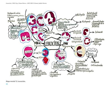 Patolog A Cl Nica Veterinaria Explicada Con Mapas Mentales Pdf