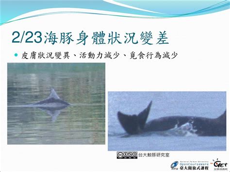 周蓮香 台灣大學生態學與演化生物學研究所教授 Ppt Download