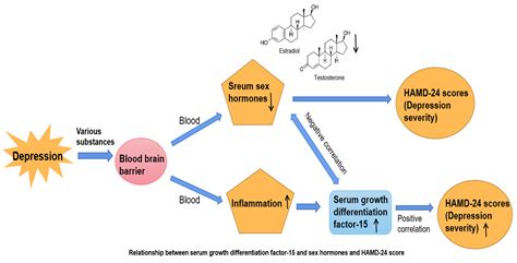 Brain Sciences Free Full Text Associations Between Sex Hormones And Circulating Growth