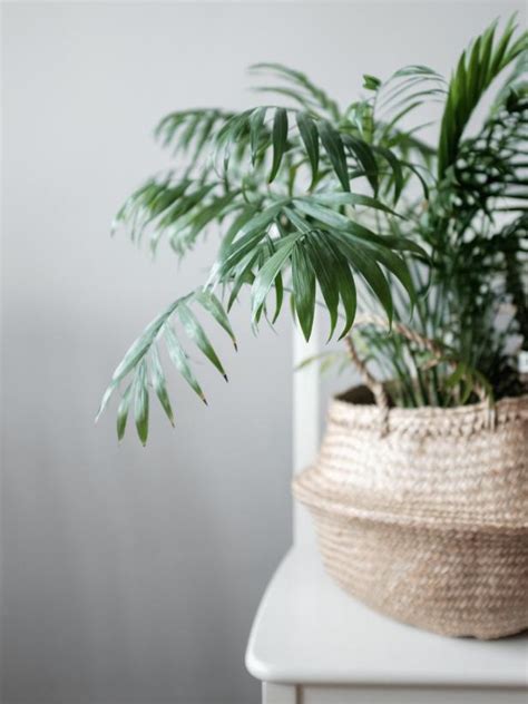 Top 10 Plants For Cleaning Indoor Air Hgtv