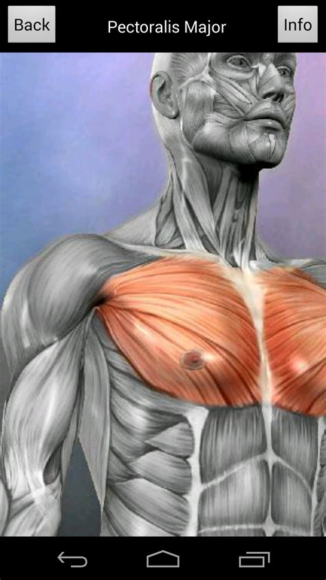 Learn Muscles: Anatomy - App on Amazon Appstore