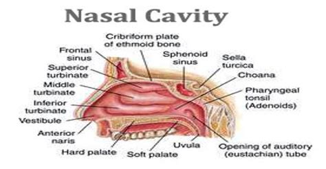 Nasal Cavity - Assignment Point