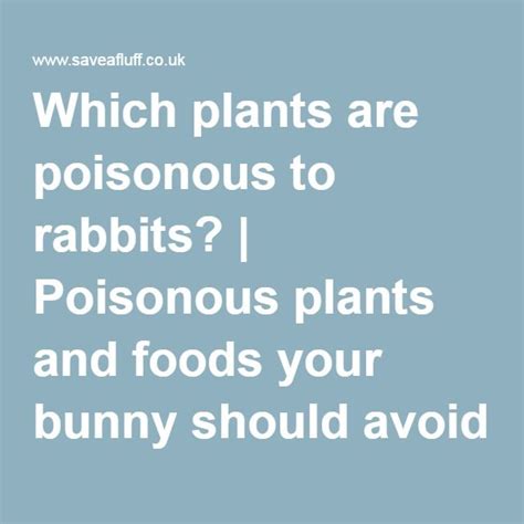 Which Plants Are Poisonous To Rabbits Poisonous Plants And Foods