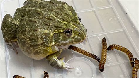 My New African Bullfrog Eats Worms African Bullfrog Feeding YouTube