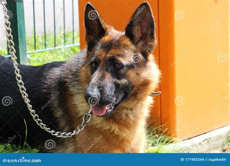 German Shepherd Service Dog Stock Photo Image Of Green Summer