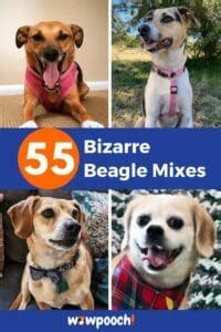 55 Bizarre Beagle Mixes - The Guide To Finding The Perfect Beagle Mix