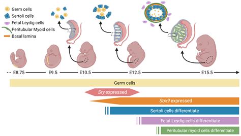 Genes Free Full Text Diverse Regulation But Conserved Function