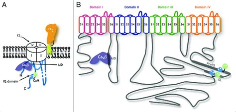 Voltage gated calcium channel structure. (A) Cartoon diagram ...