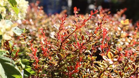 How To Plant Barberry Shrubs | Garden Goods Direct