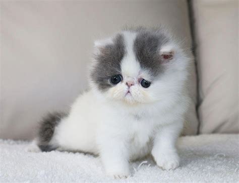 ALFENLOCH SWEET TENDERNESS Blue & white van female Persian kitten # ...
