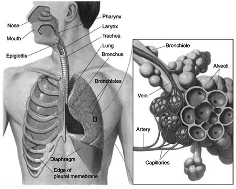 6 Schematic Presentation Of The Human Respiratory System Human Download Scientific Diagram