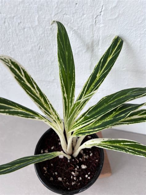 Aglaonema Bamboo Aglaonema Bai Kaw Pot Live Plant Etsy