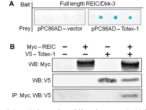 Figure 1 From Tumor Suppressor REIC Dkk 3 Interacts With The Dynein