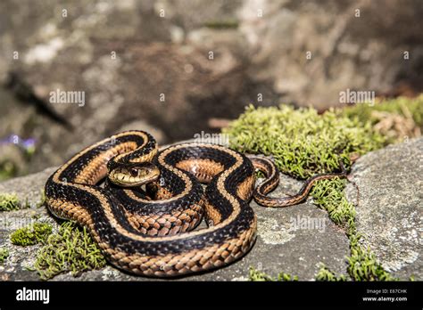 Eastern Garter Snake Stock Photo - Alamy