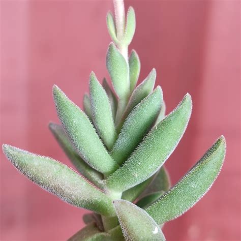 Crassula Ausensis Little Wodii Giromagi Cactus And Succulents