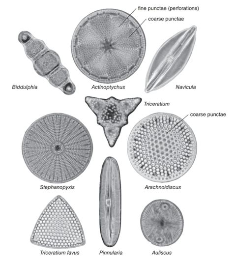 Solved What types of symmetry do the Diatoms in Figure 10.8 | Chegg.com