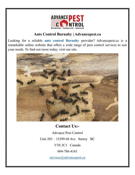 Ppt Ants Control Burnaby Advancepest Ca Powerpoint Presentation