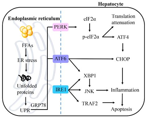 Ijms Free Full Text Non Alcoholic Fatty Liver Disease Nafld