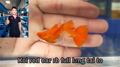 Hiếu cá cảnh Koi red ear rb full lưng cập nhật koi red ear các loại