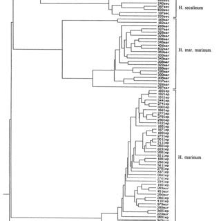 Dendrogram Illustrating Genetic Relationships Among Populations Of