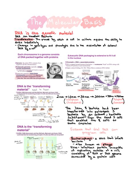 Biology Chapter 16 - YNA is DNA Can Xransfom syecian The orocess which